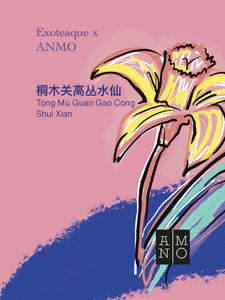 Exoteaque x ANMO collectors edition 桐木关高丛水仙  Tong Mu Guan Gao Cong Shui Xian PREORDER